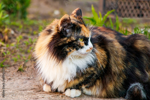 Fluffy domestic cat looks into the distance. Cute animal face close-up.