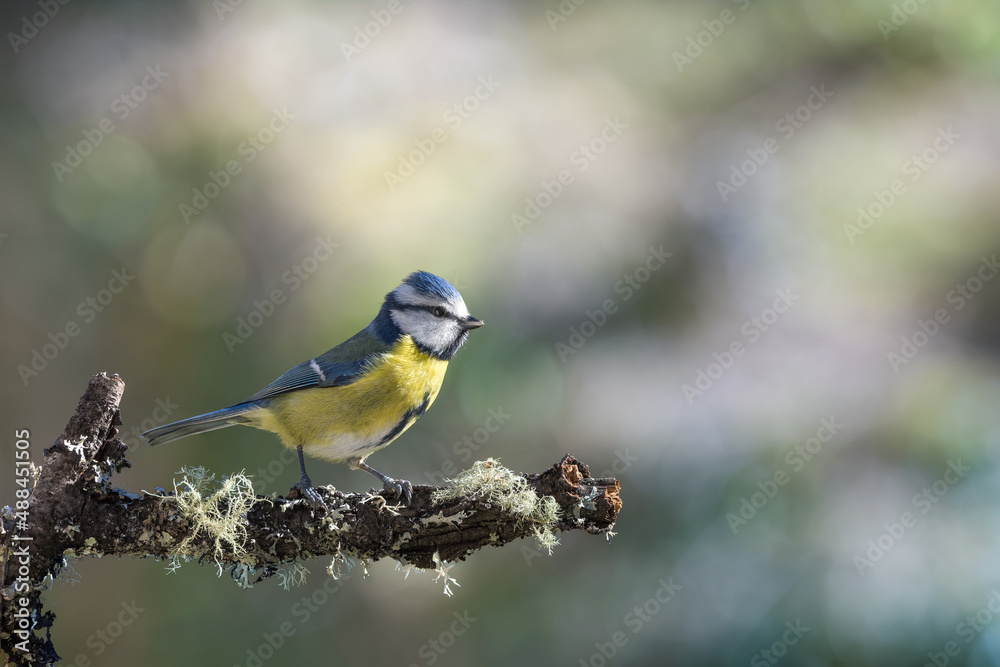 Obraz premium Blue Tit (Cyanistes caeruleus) perched in garden