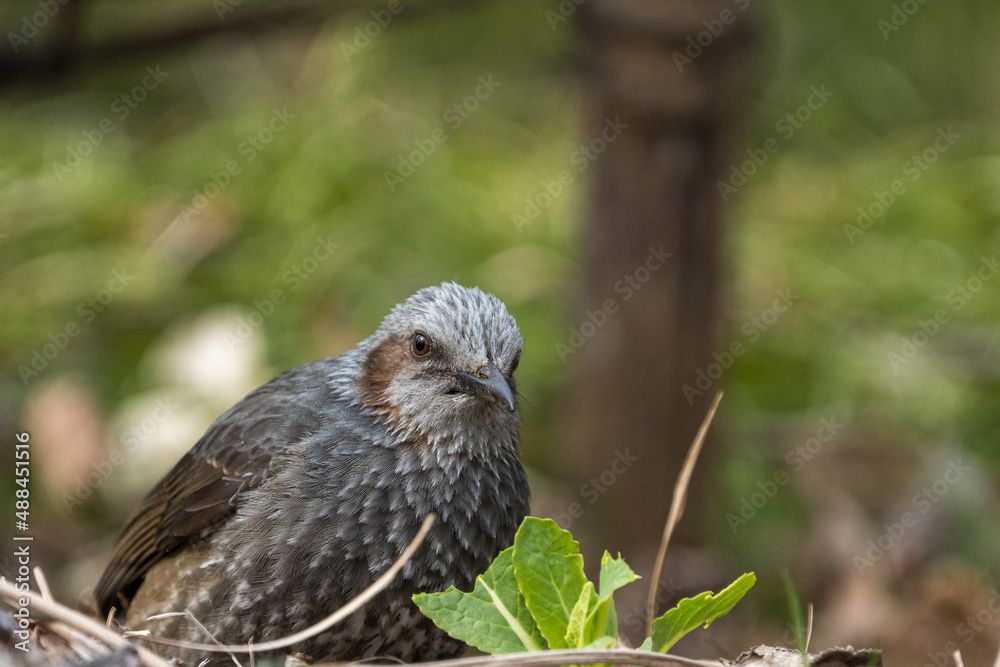 Fototapeta premium Brown-eared Bulbul eating vegetables.