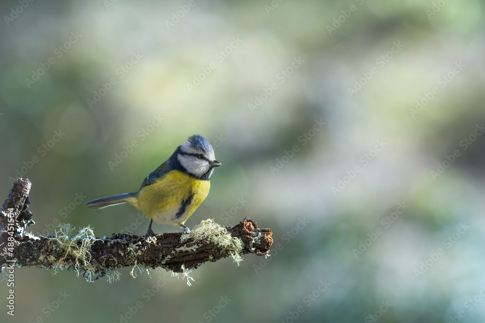 Blue Tit (Cyanistes caeruleus) perched in garden Blue Tit (Cyanistes caeruleus) perched in garden