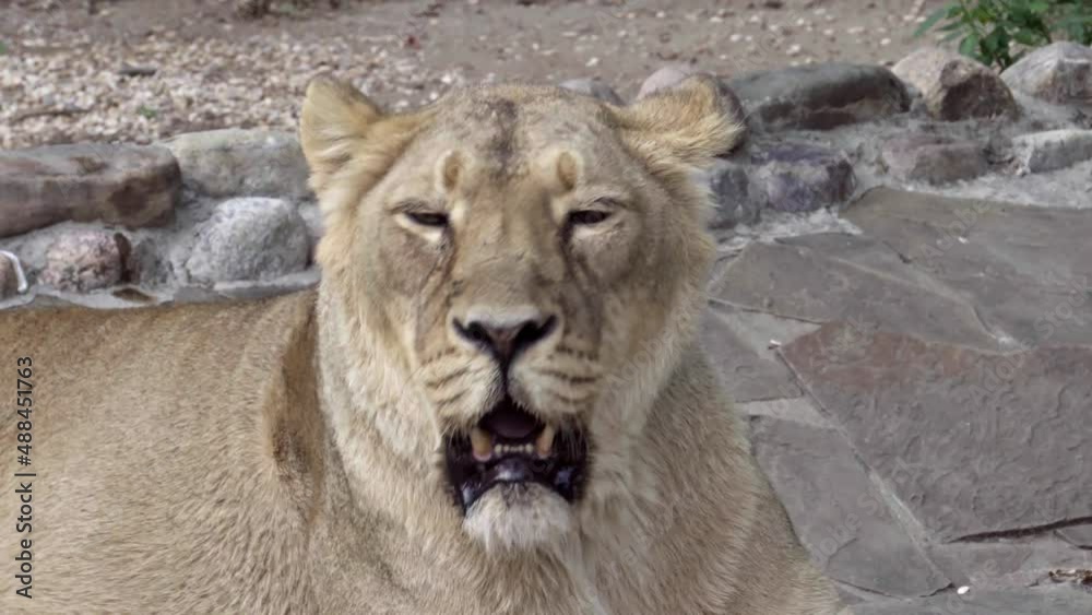 The Asian lioness is in a good mood after eating, yawns and looks at the camera The Asian lioness is in a good mood after eating, yawns and looks at the camera