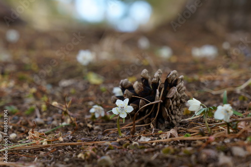 早春の木陰でセツブンソウの小さくて可憐な花が咲く