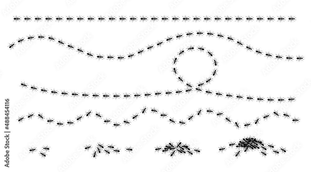 Ants trail set, lines of working ants on white background. Groups of insect marching or walking down the road. Insect colony, control disinfection, vector illustration