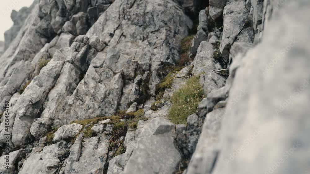 Revealing polytrichastrum moss on grey rocks of the alp mountains Revealing polytrichastrum moss on grey rocks of the alp mountains