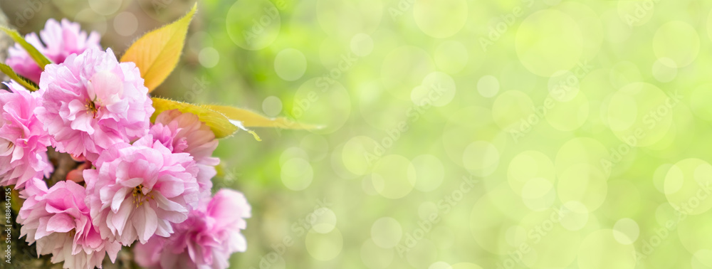 Spring background with cherry blossom in full bloom. Japanese cherry flowers on tree branch on green background with bokeh. Shallow depth of field. Banner with copy space for text
