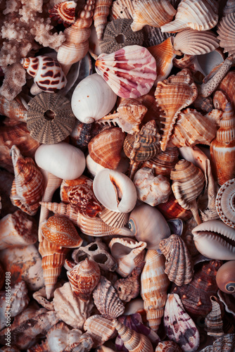 a lot of different empty sea shells  natural background  macro details
