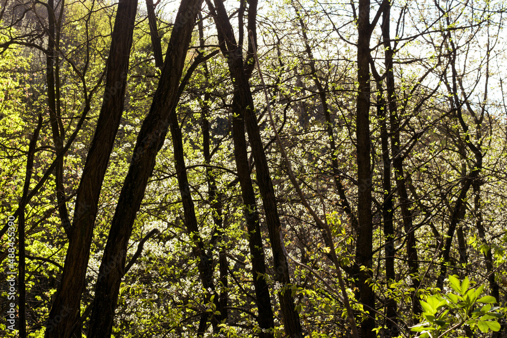 Fototapeta premium sun shining through trees
