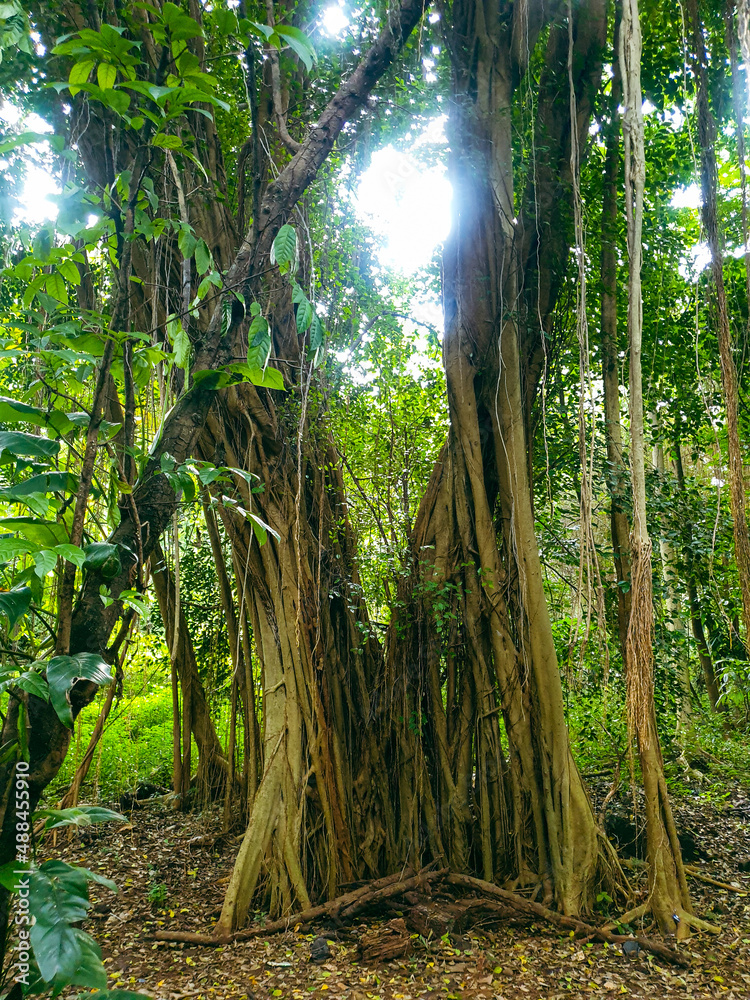 big old tree in the tropical forest