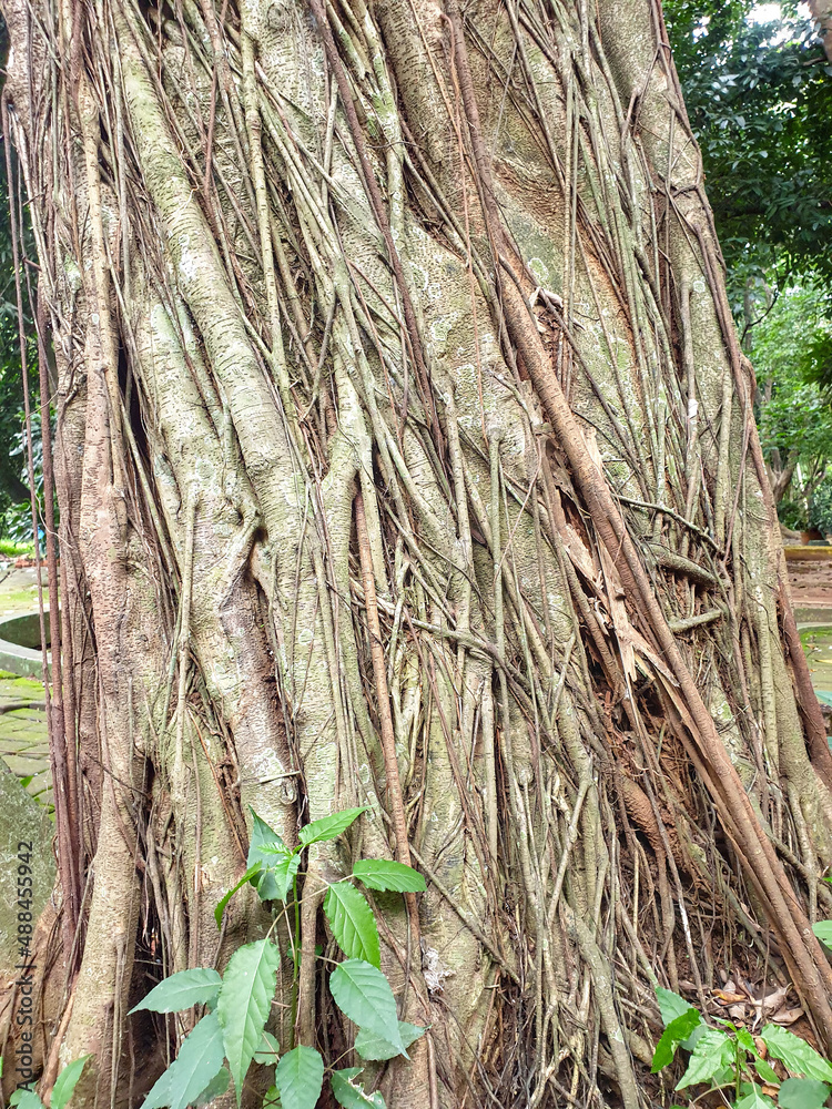 Obraz premium Tree banyan old with many roots