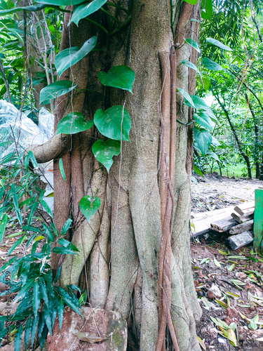 tree in the forest