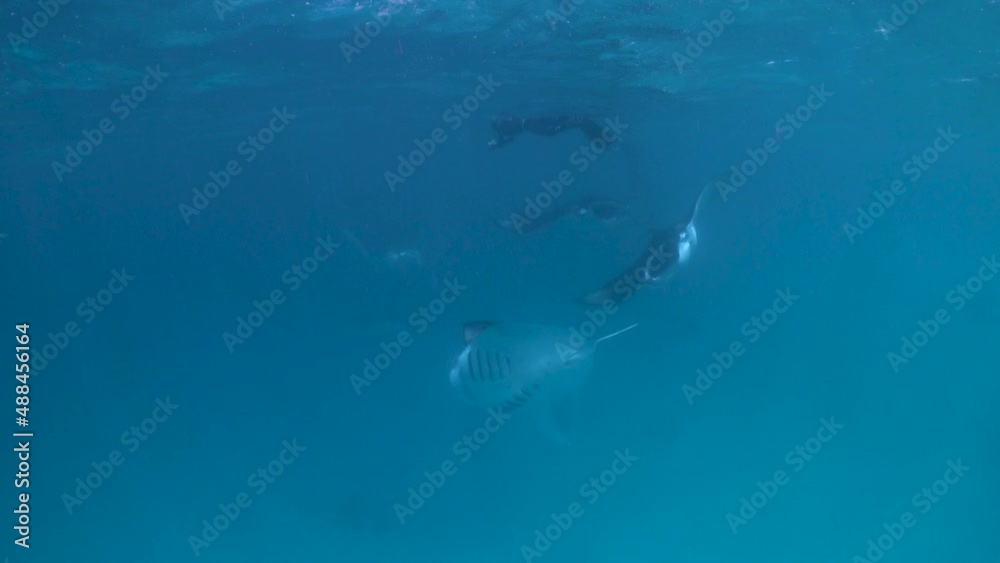 Group of manta ray swimming underneath snorkeler in a bright, blue sea Group of manta ray swimming underneath snorkeler in a bright, blue sea