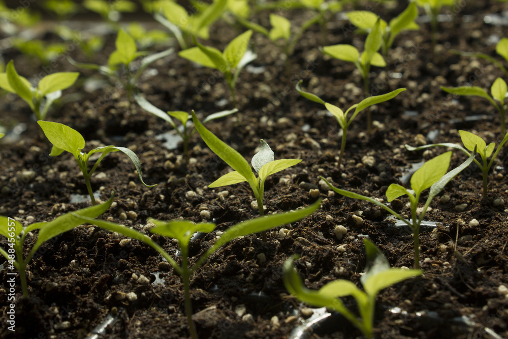 close up Pepper sprout in the soil. close up Pepper sprout in the soil.