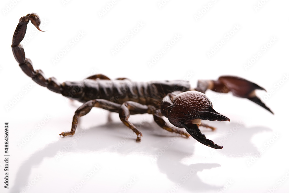 Black scorpion in close-up on a white background. Soft light Black scorpion in close-up on a white background. Soft light