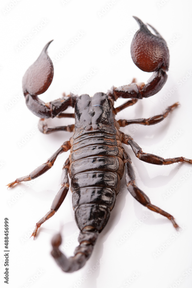 Black scorpion in close-up on a white background. Soft light Black scorpion in close-up on a white background. Soft light