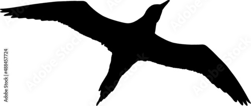 Oiseau Fou de Bassan en vol, noir sur fond transparent