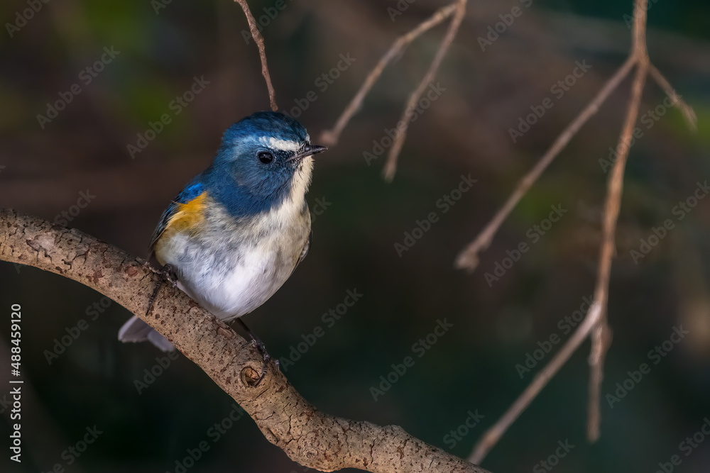 Obraz premium Red-franked bluetail perching on the tree branch.