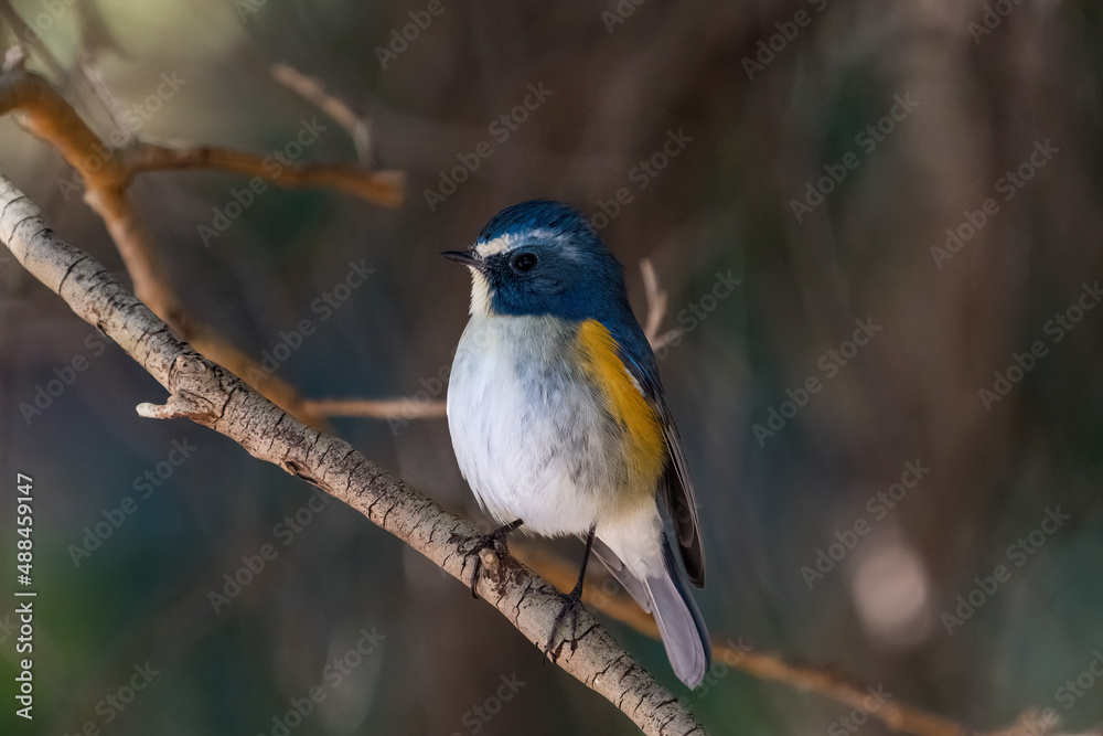 Red-franked bluetail perching on the tree branch. Red-franked bluetail perching on the tree branch.