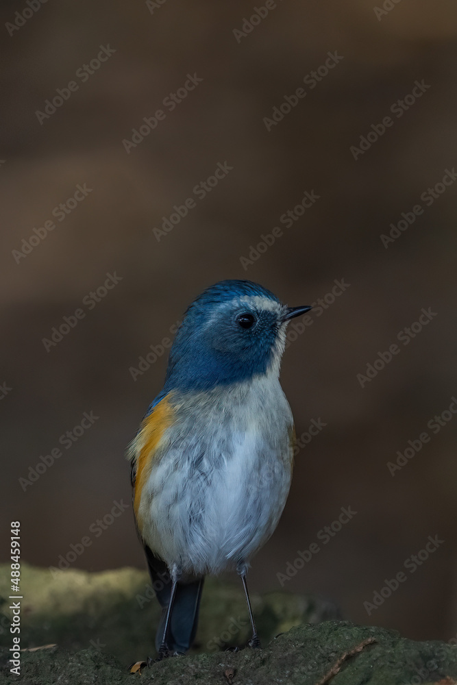 Red-franked bluetail perching on the tree branch.