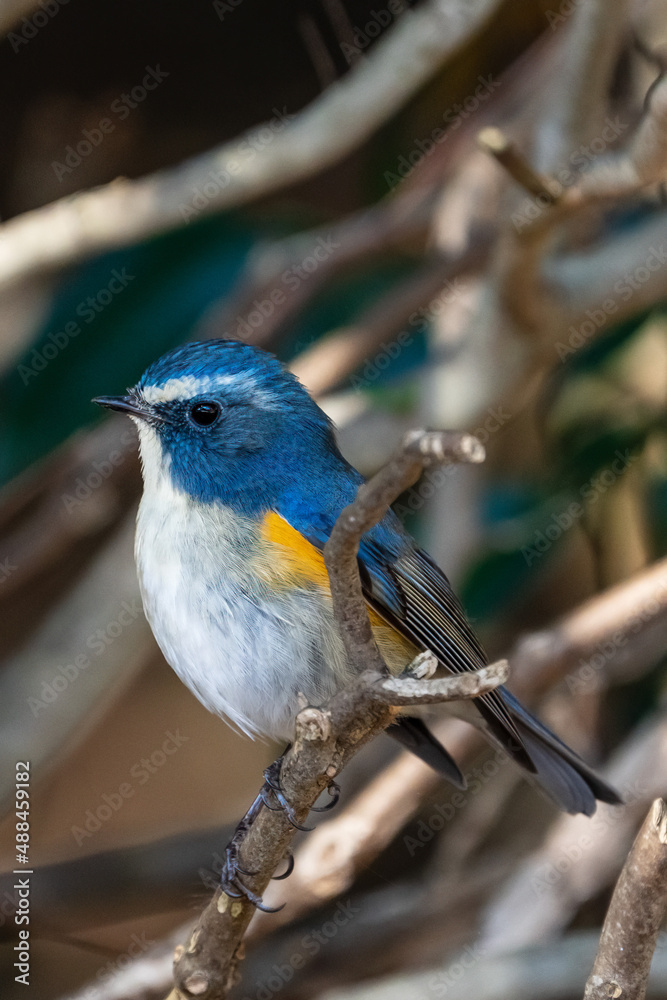 Red-franked bluetail perching on the tree branch. Red-franked bluetail perching on the tree branch.