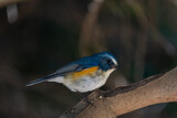 Red-flanked bluetail perching on the tree branch.