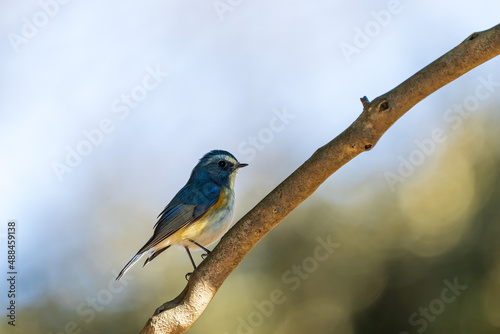 Red-franked bluetail perching on the tree branch.