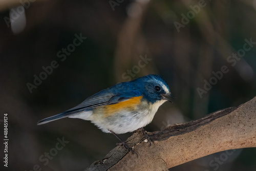 Red-flanked bluetail perching on the tree branch.
