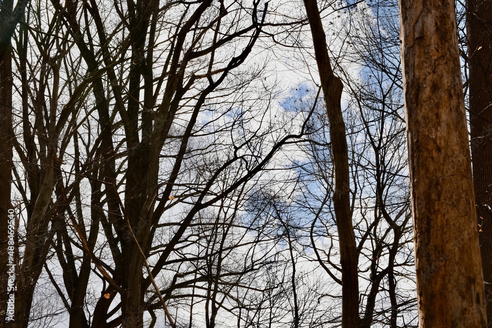 trees and sky trees and sky