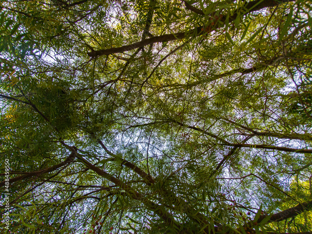 Fototapeta premium trees and sky