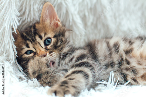 Cute dark grey charcoal bengal kitten on a furry white blanket. © Smile