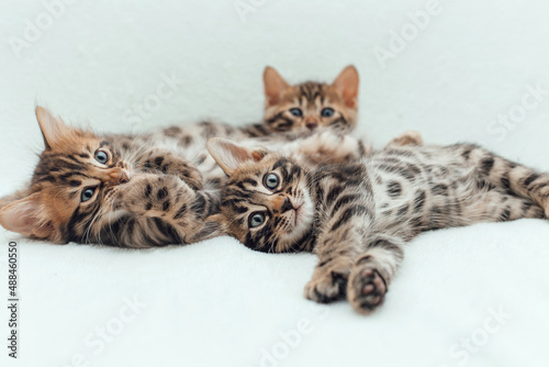 Three cute bengal kittens laying on a furry white blanket.