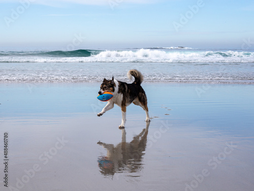 A dog playing on the beach