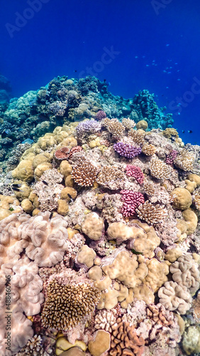 Great Barrier Reef Coral 