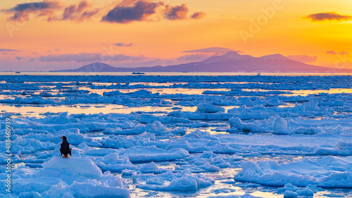 朝焼けの空　流氷とオオワシ　冬の知床 photo