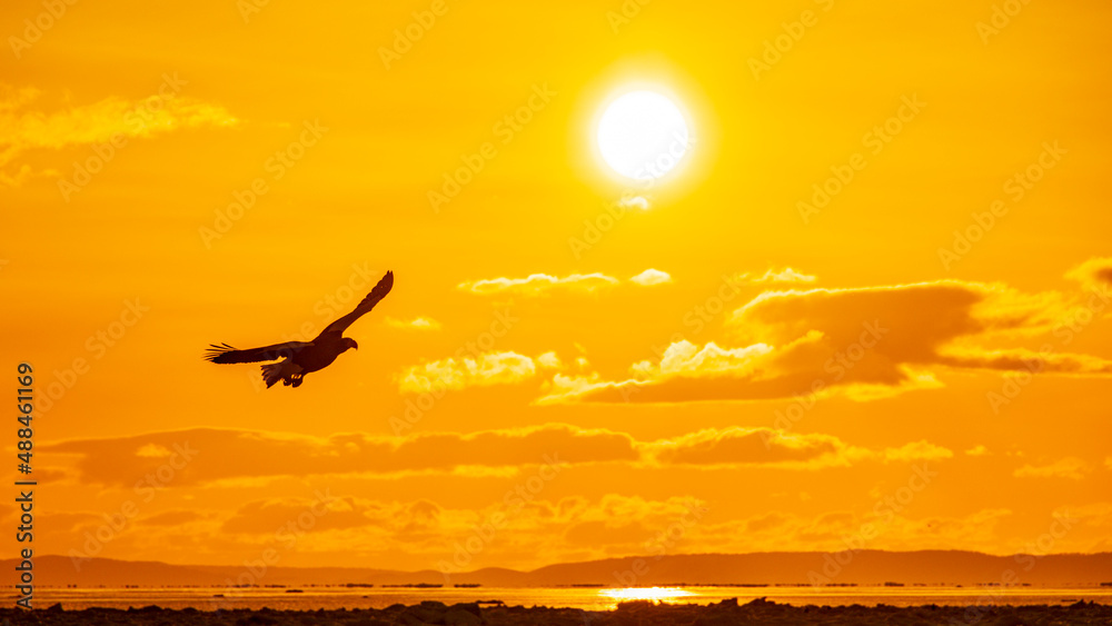 太陽をバックに翔ぶオオワシのシルエット