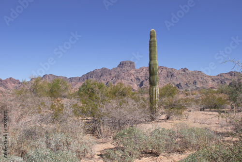 Carnegiea gigantea, saguaro or sahuaro, in Arizona. 