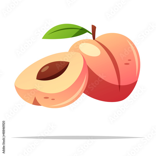Peach fruit vector isolated illustration