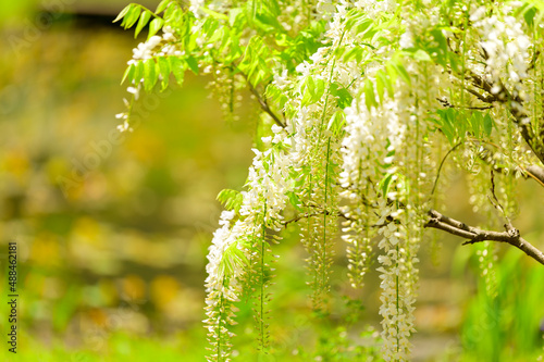 藤の花「新緑風景を背景に美しい藤の花景色」(野田藤)
Wisteria 