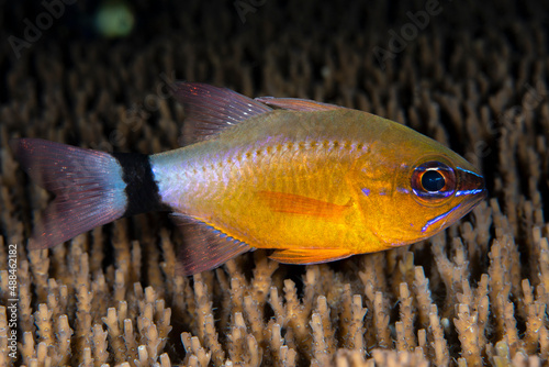 Ring-Tailed Cardinalfish - Ostorhinchus aureus. Underwater world of Tulamben, Bali, Indonesia.