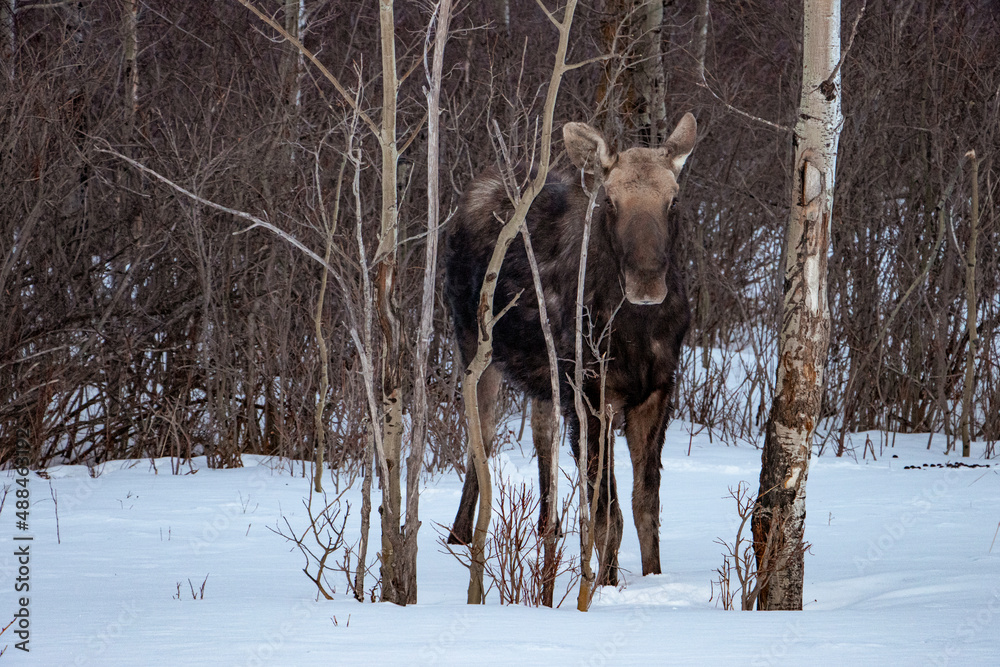 young moose hiding in bare trees watching photographer take photo in snow young moose hiding in bare trees watching photographer take photo in snow