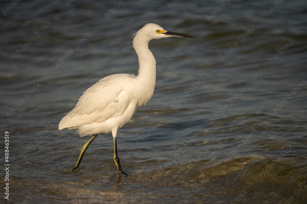 Snowy Egret Snowy Egret
