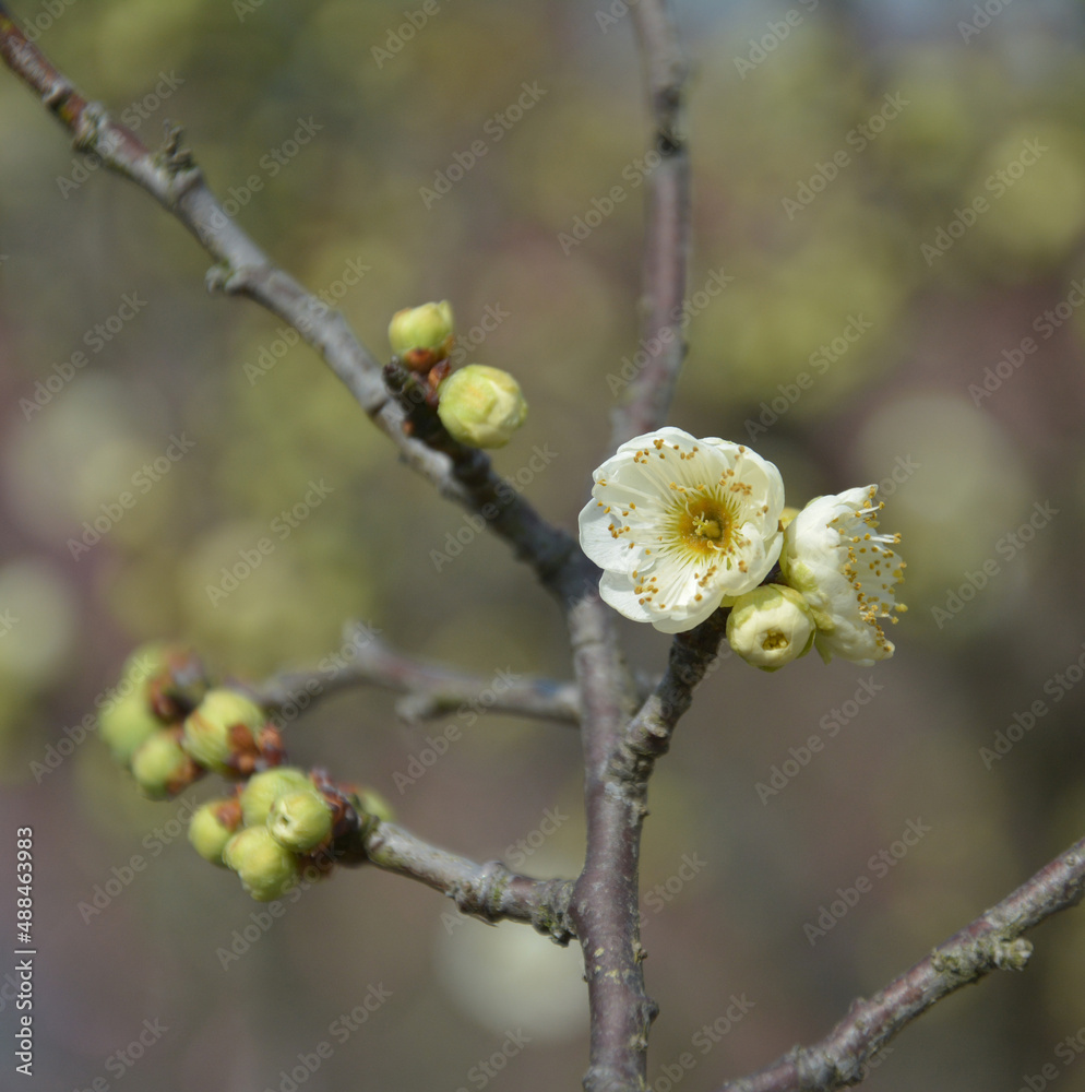 little light yellow plum blossoms on the branch of a tree in sunny day little light yellow plum blossoms on the branch of a tree in sunny day