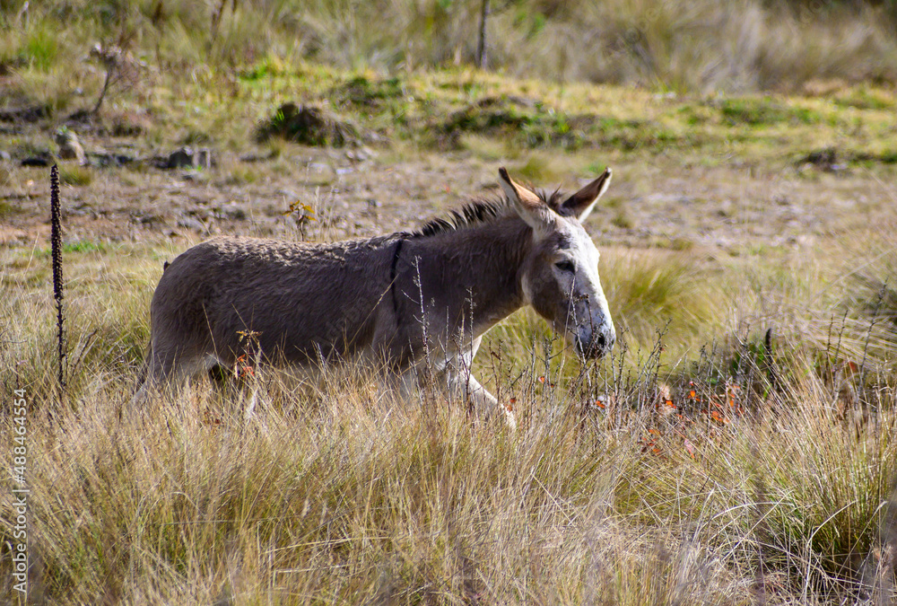 Fototapeta premium donkey in the field