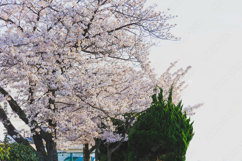 custom made wallpaper toronto digital晴天での桜