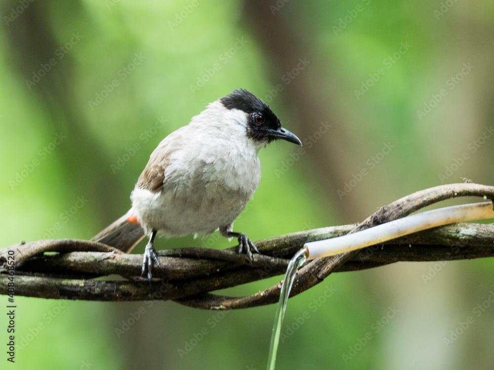 Fototapeta premium Sooty-headed bulbul in the forest