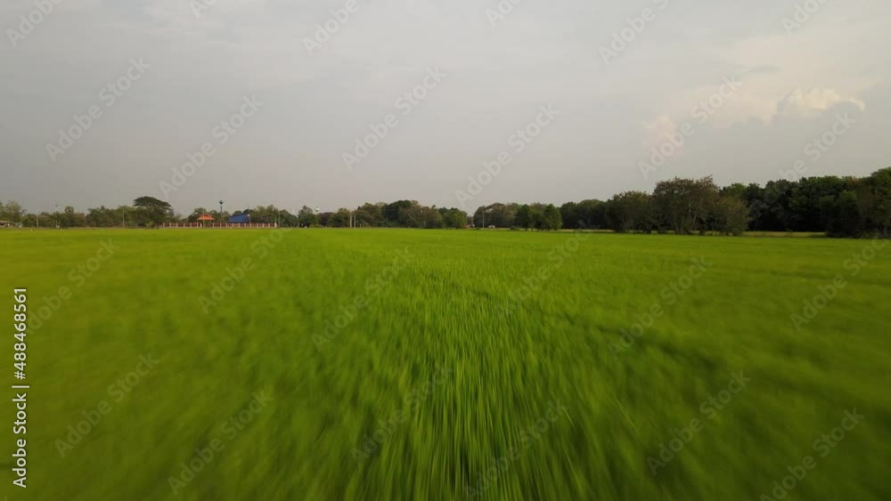 Low Flying Drone Shot Over Lush Green Paddy Fields in Thailand. Low Flying Drone Shot Over Lush Green Paddy Fields in Thailand.
