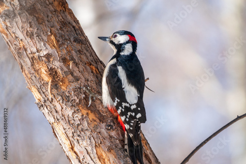 Little woodpecker sits on a tree trunk. The great spotted woodpecker, Dendrocopos major