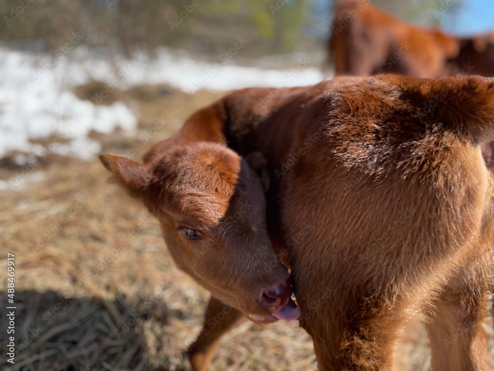 Fototapeta premium calf in the field