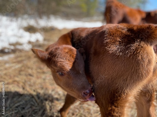 calf in the field © Hannah