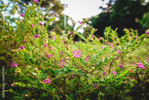White and violet Agathosma Betulina flower