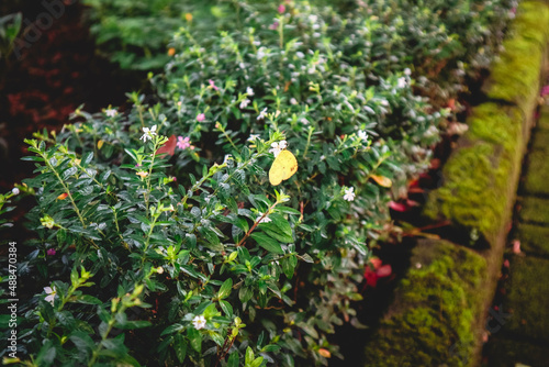 Yellow butterfly perching above cuphea hyssopifolia green leaves